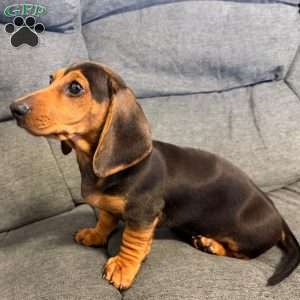 Henry, Dachshund Puppy